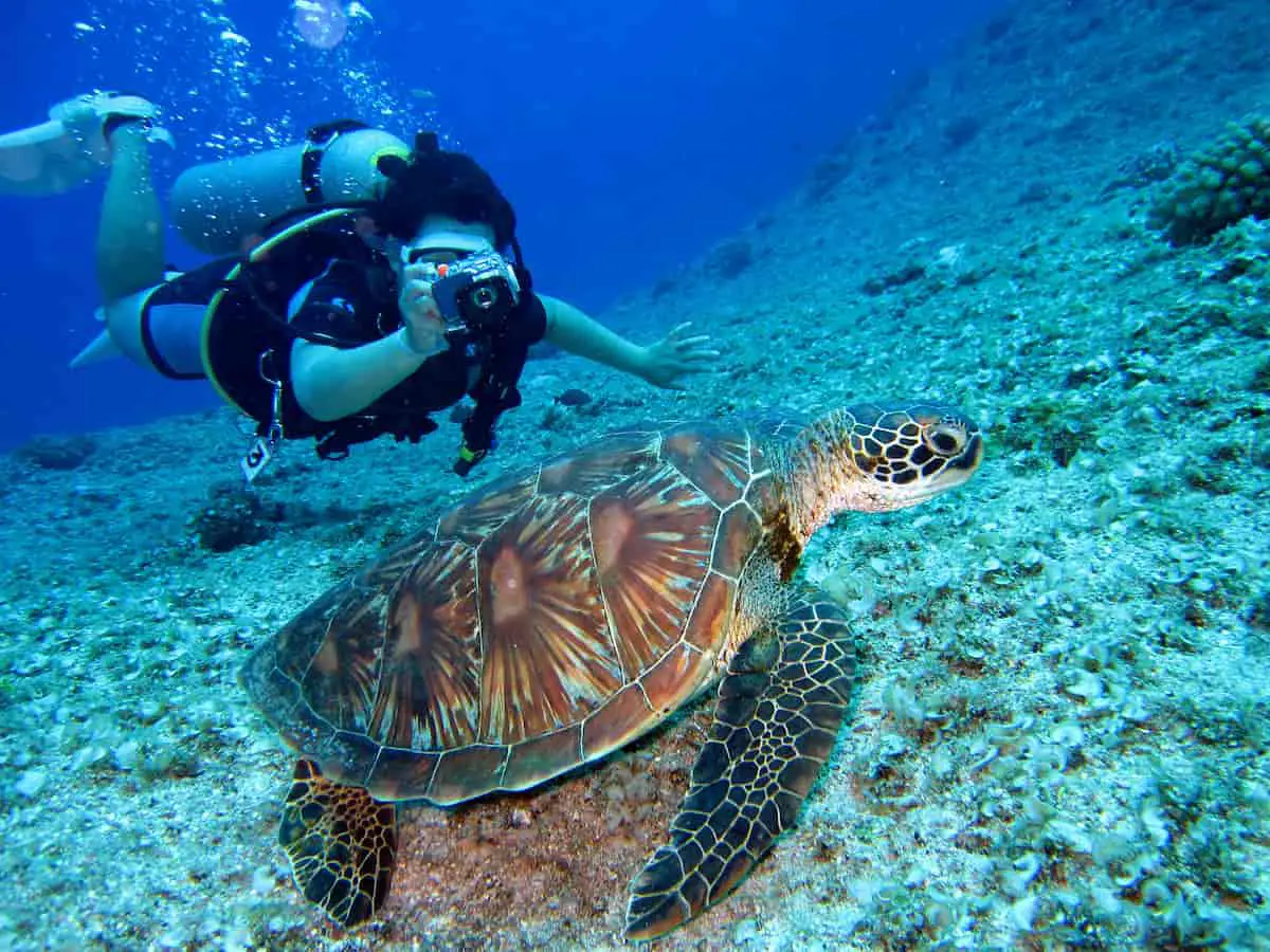 Diving underwater with a turtle