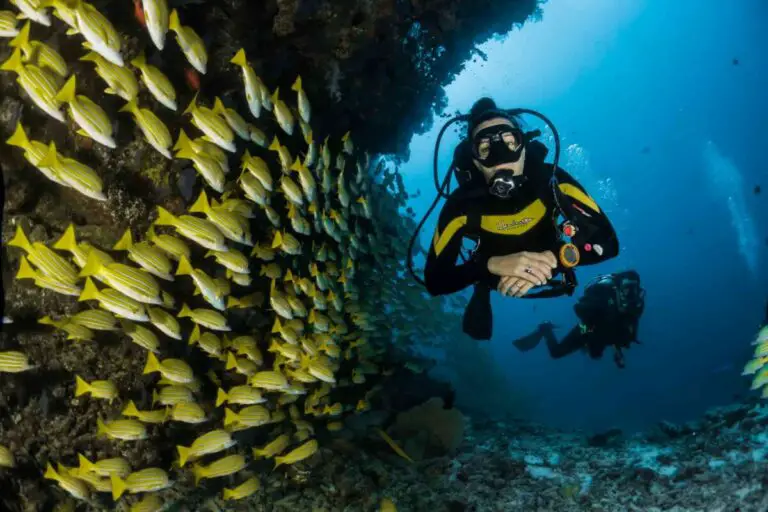 How to start diving - a photo of yellow fish and a diver